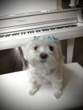 THE DAISY SONG